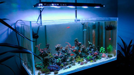 Освещение для аквариума - выбираем свет для рыбок и растений