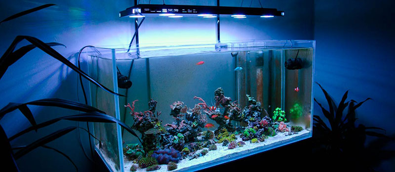 Освещение для аквариума - выбираем свет для рыбок и растений